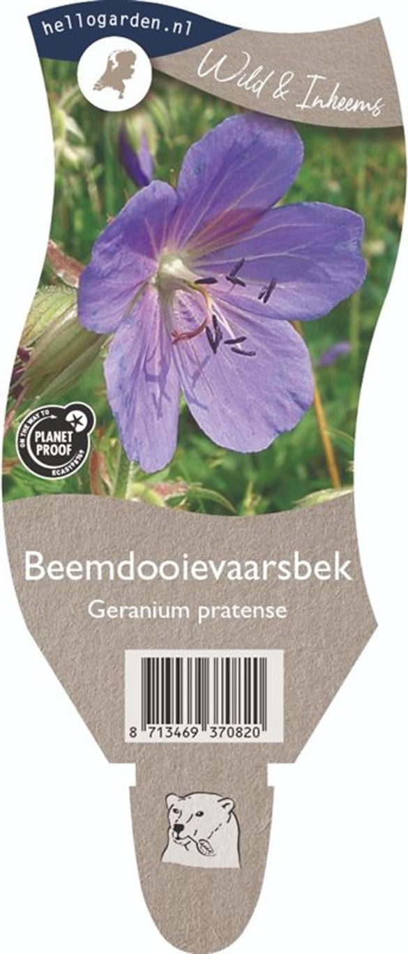Geranium pratense - P11
